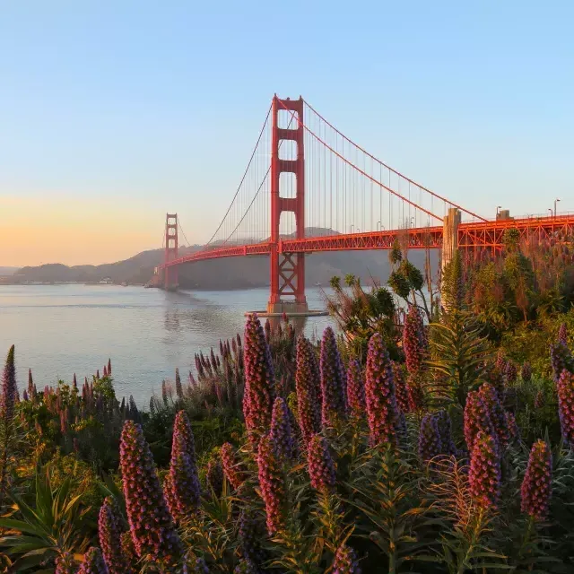 Le Golden Gate Bridge est photographié avec de grandes fleurs au premier plan.